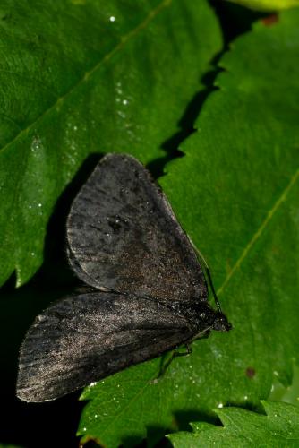 Odezia atrata